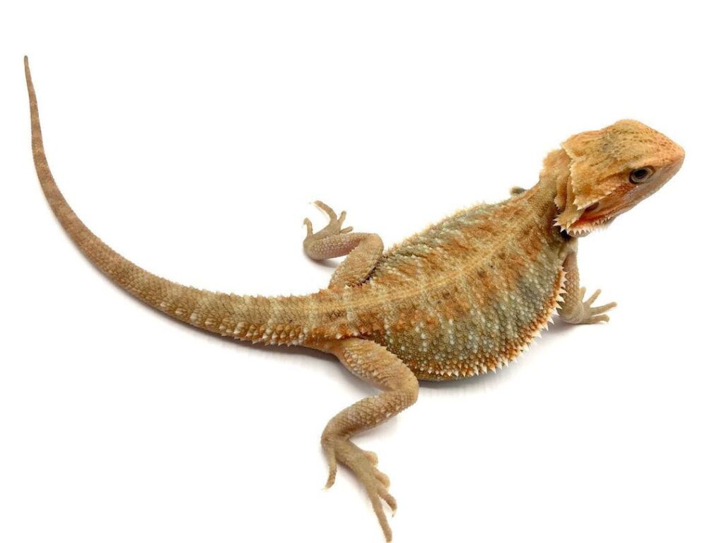 Citrus Bearded Dragon (Pogona vitticeps)