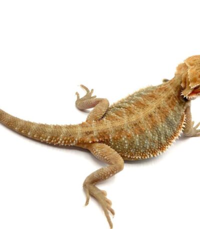 Citrus Bearded Dragon (Pogona vitticeps)
