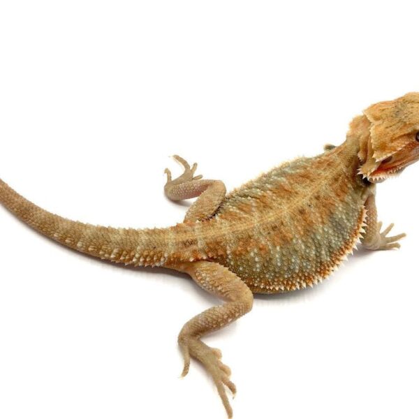 Citrus Bearded Dragon (Pogona vitticeps)