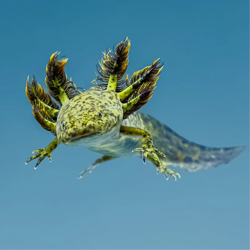 F684226D-70E8-48C9-9656-B6747869818B Wild Type Axolotl - Image 3