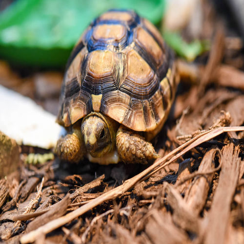 Tortoises