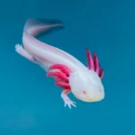 Albino Axolotl - Image 2
