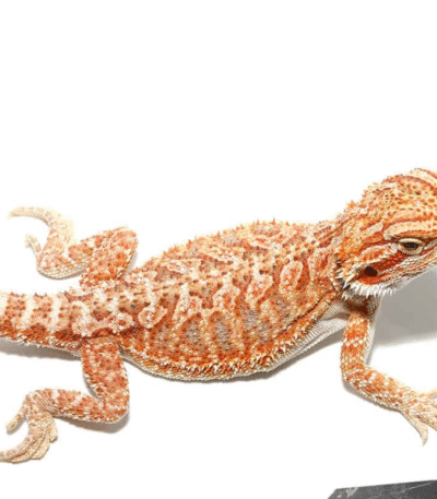 Baby Hypo Tricolor Bearded Dragon