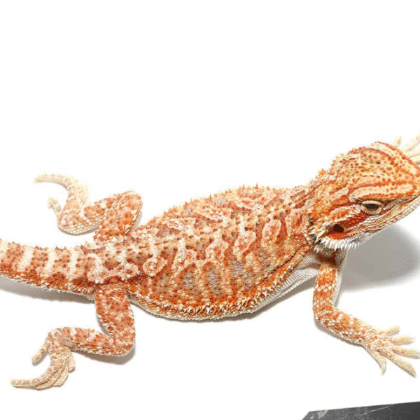 Baby Hypo Tricolor Bearded Dragon