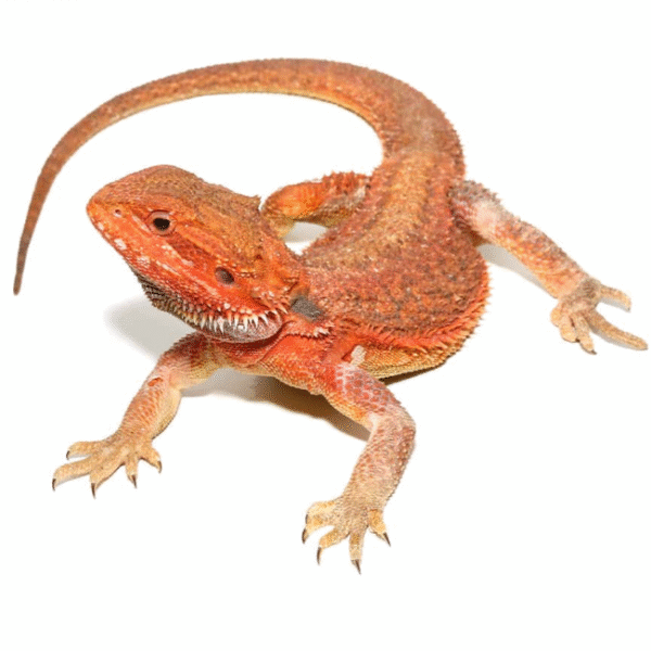 Inferno Dunner Blue Bar Bearded Dragon