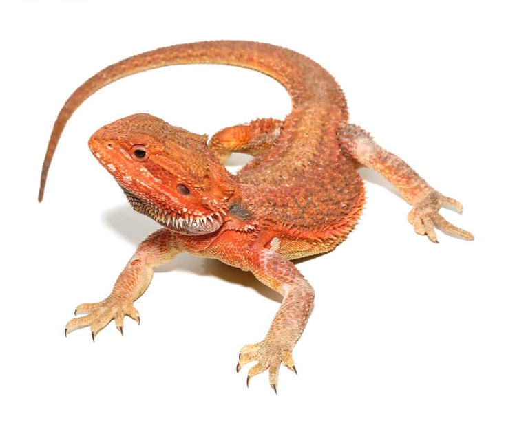 Inferno Dunner Blue Bar Bearded Dragon