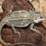 Genetic Stripe Translucent Bearded Dragon