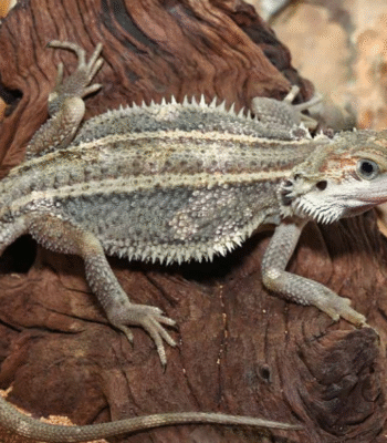 Genetic Stripe Translucent Bearded Dragon