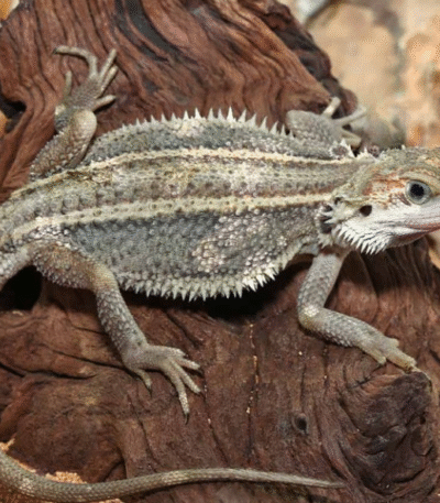 Genetic Stripe Translucent Bearded Dragon