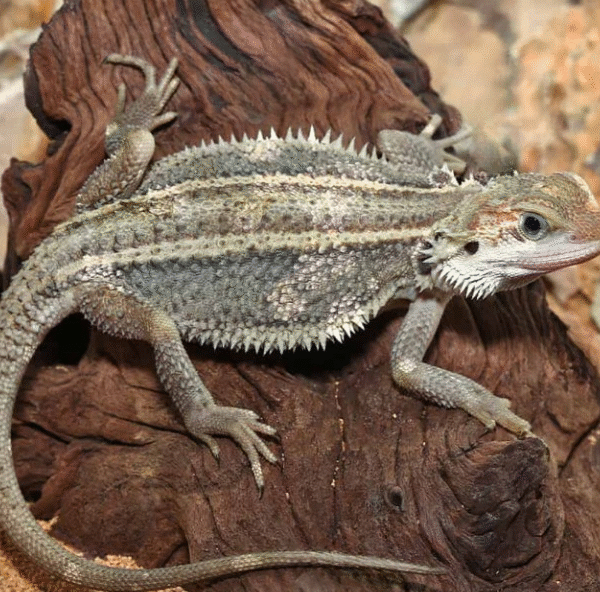 Genetic Stripe Translucent Bearded Dragon