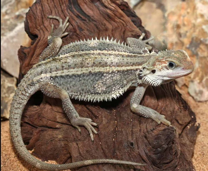 Genetic Stripe Translucent Bearded Dragon