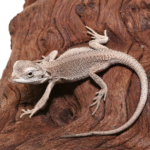 Baby Zero Bearded Dragon (4-5″)
