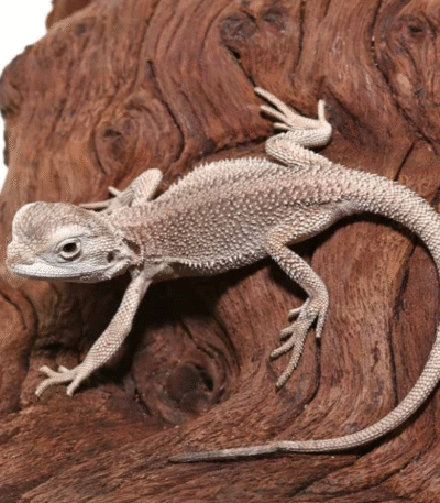 Baby Zero Bearded Dragon (4-5″)