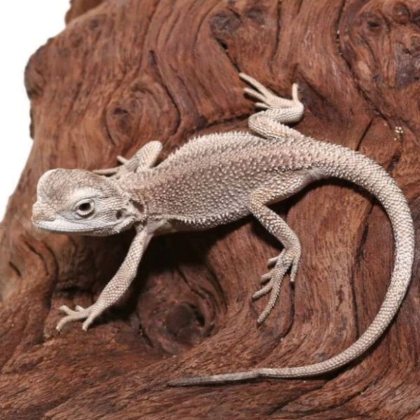 Baby Zero Bearded Dragon (4-5″)
