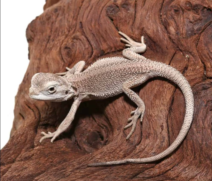 Baby Zero Bearded Dragon (4-5″)