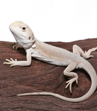 Baby High White Zero Bearded Dragon