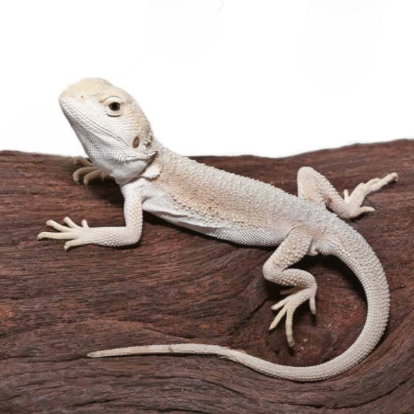 Baby High White Zero Bearded Dragon