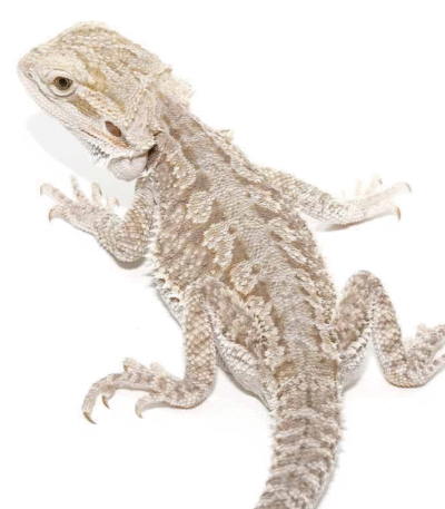 Eastern Bearded Dragon Hybrid