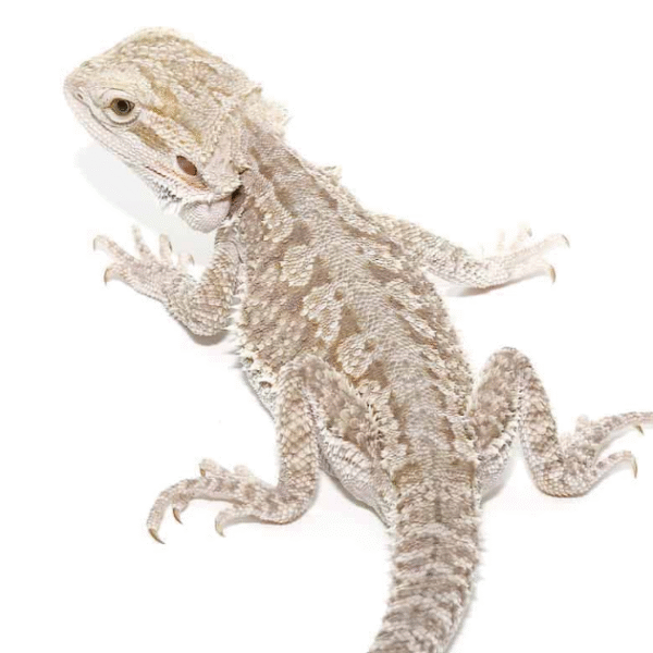 Eastern Bearded Dragon Hybrid