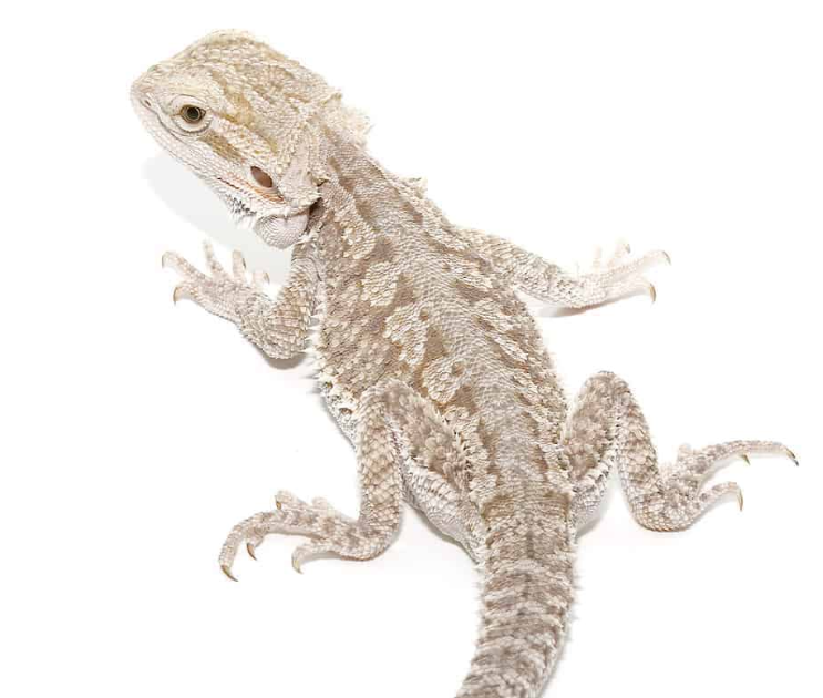 Eastern Bearded Dragon Hybrid