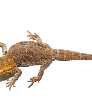 Adult Citrus Blue Bar Bearded Dragon
