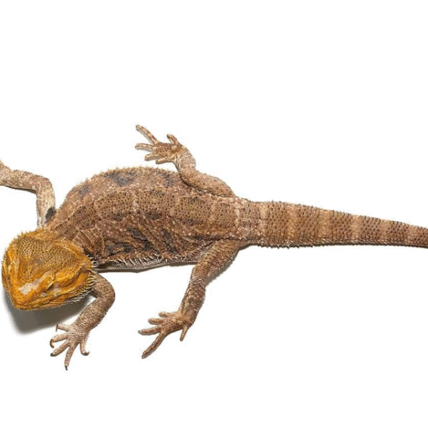 Adult Citrus Blue Bar Bearded Dragon