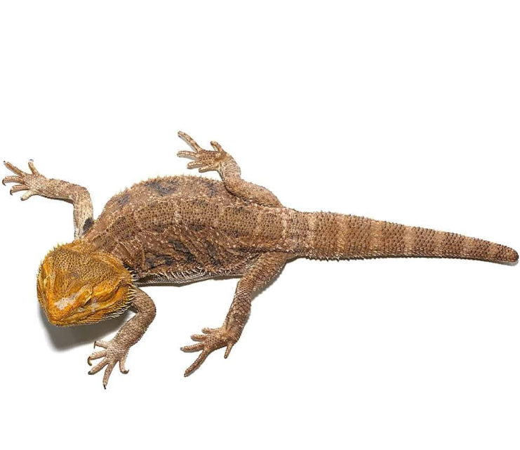 Adult Citrus Blue Bar Bearded Dragon