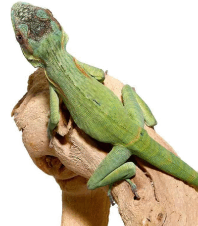 Smallwood’s Anole