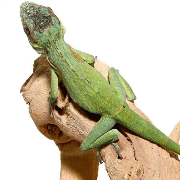 Smallwood’s Anole