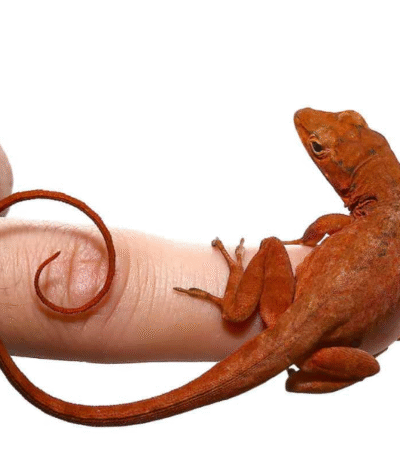 Cherry Anole