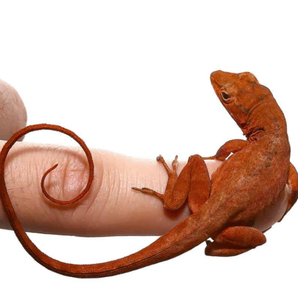 Cherry Anole