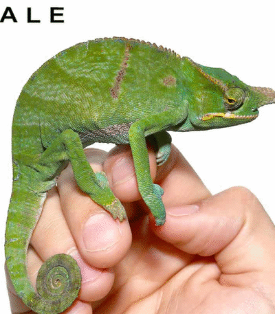 Bifidus Chameleon (Furcifer bifidus)