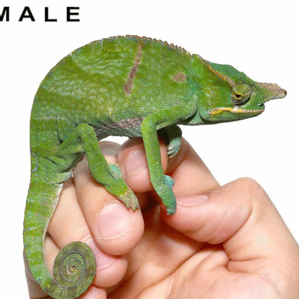 Bifidus Chameleon (Furcifer bifidus)
