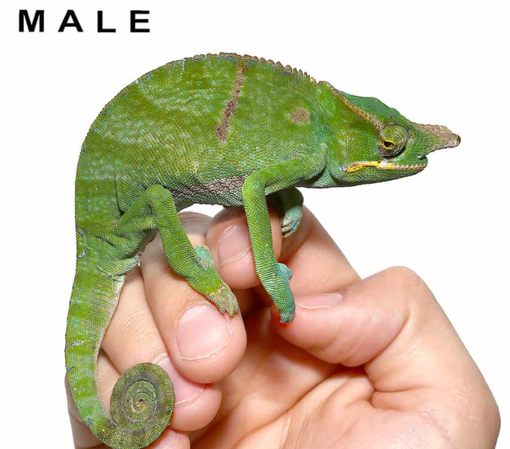 Bifidus Chameleon (Furcifer bifidus)-Snapshot_2025-05-04_005825_undergroundreptiles.com_ Bifidus Chameleon (Furcifer bifidus)
