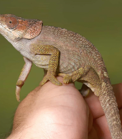 Short Horned Chameleon