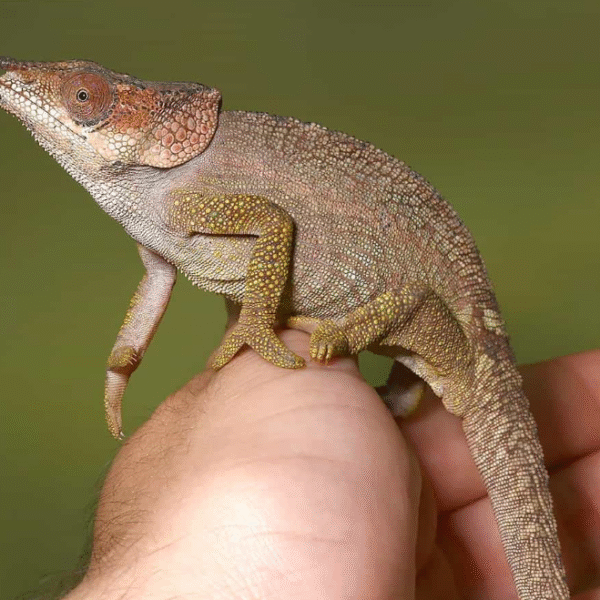 Short Horned Chameleon