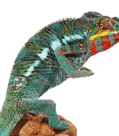 Bermanja Panther Chameleon (Furcifer pardalis)