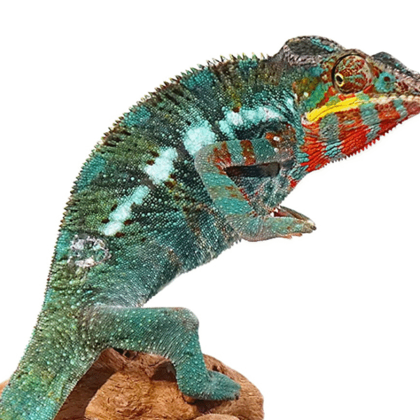 Bermanja Panther Chameleon (Furcifer pardalis)