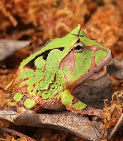 Green Suriname Horned Frog (Ceratophrys cornuta)