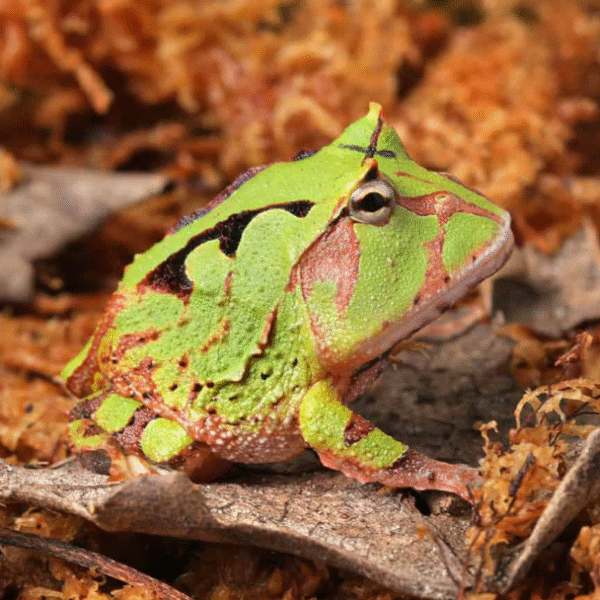 Green Suriname Horned Frog (Ceratophrys cornuta)
