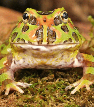 Camo PacMan Frog (Ceratophrys cranwelli)