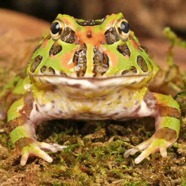 Camo PacMan Frog (Ceratophrys cranwelli)