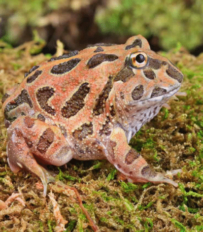 Coffee PacMan Frog (Ceratophrys cranwelli)