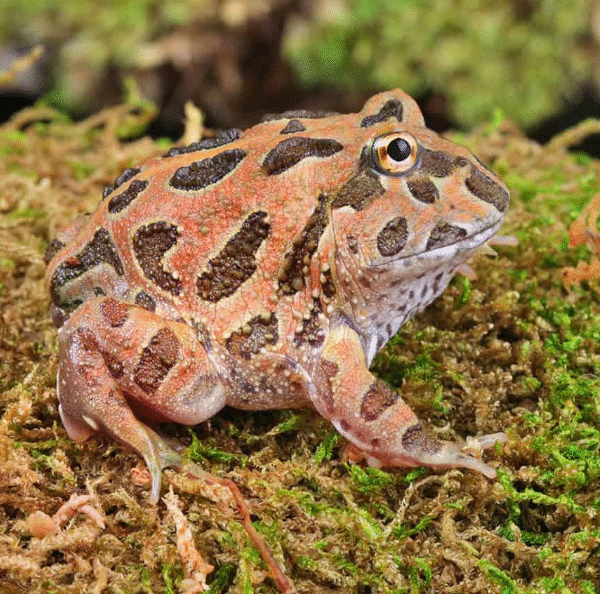 Coffee PacMan Frog (Ceratophrys cranwelli)