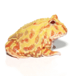 Adult Albino Pacman Frog