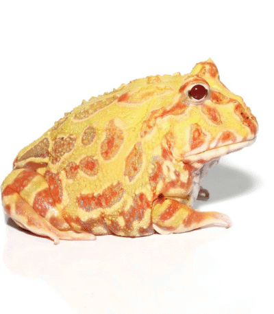 Adult Albino Pacman Frog