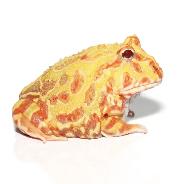 Adult Albino Pacman Frog