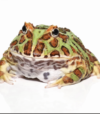 Green Pacman Frog (Ceratophrys cranwelli)