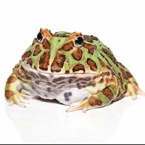 Green Pacman Frog (Ceratophrys cranwelli)