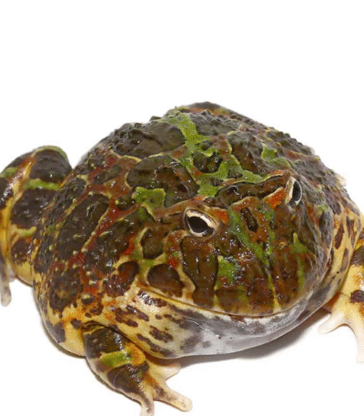 Adult Ornate Pacman Frog